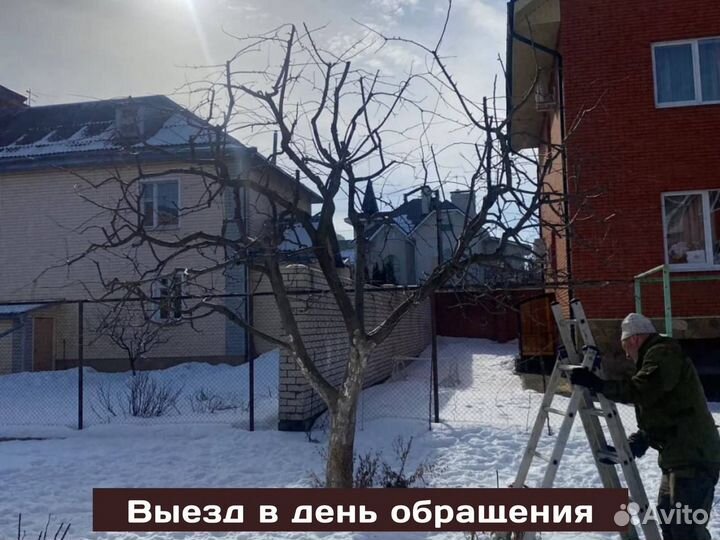 Обрезка плодовых деревьев, формирование деревьев