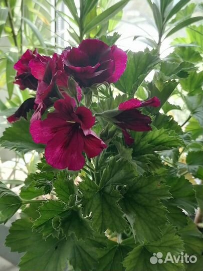 Комнатные растения цветы