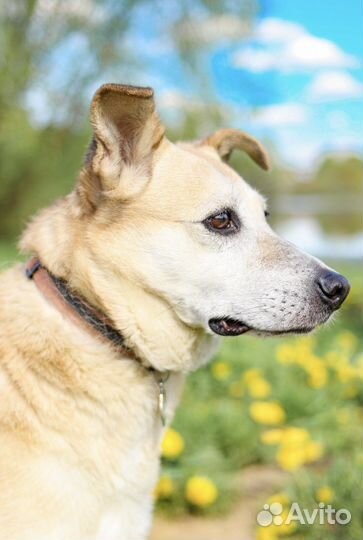 Ищу дом собаке