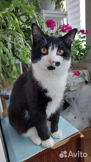 Счастливый Феликс в добрые руки