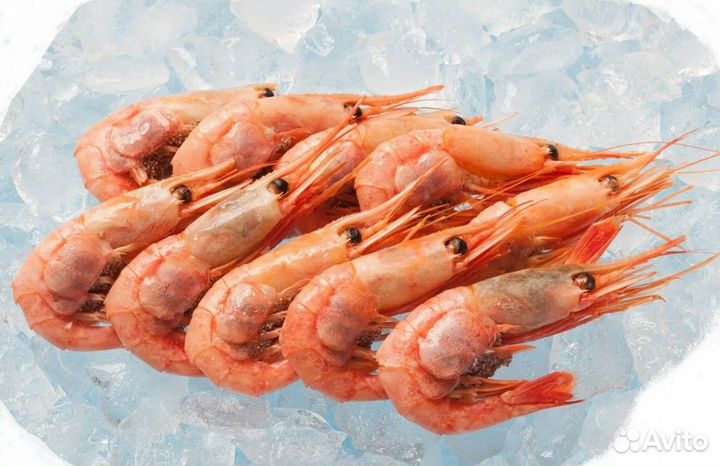 Креветка северная