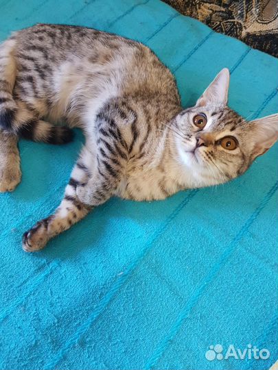 Котенок мальчик бесплатно