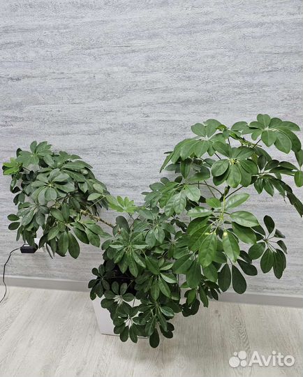 Комнатные цветы шефлера