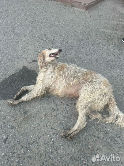 Собака в добрые руки отдам бесплатно