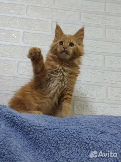 Котята мейн кун