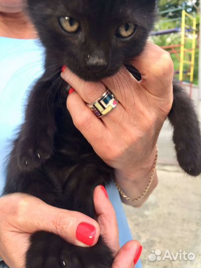 Кошки бесплатно