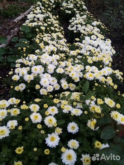 Хризантемы мультики