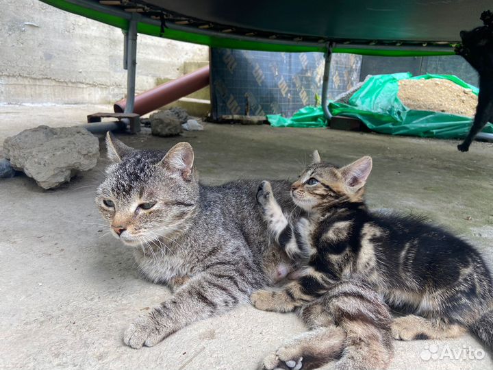 Британские котята в добрые руки