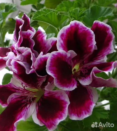 Пеларгония королевская герань. Комнатные цветы