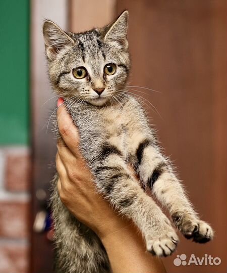 Принцесса Ёжа (5 месяцев) ищет дом