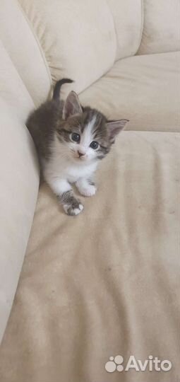 Кошки бесплатно