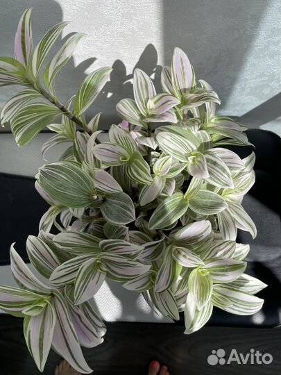 Традесканция