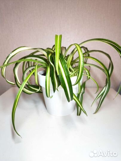 Хлорофитум кудрявый Бонни, хлорофитум хохлатый