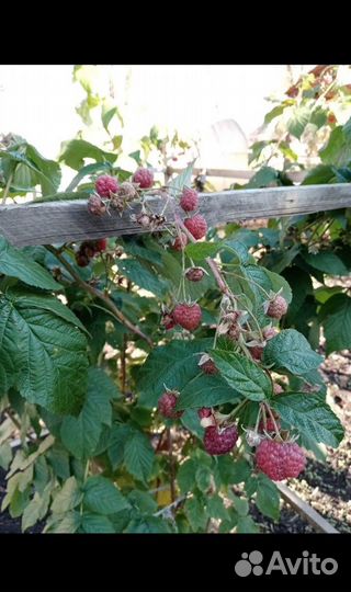 Ремонтантная малина