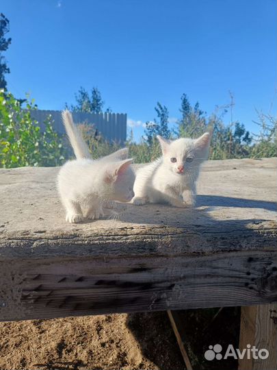 Котята обычные бесплатно