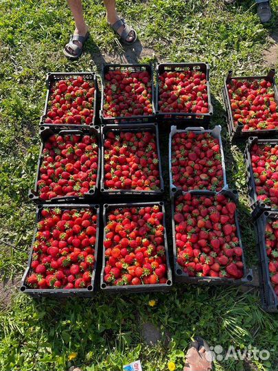 Клубника свежая оптом