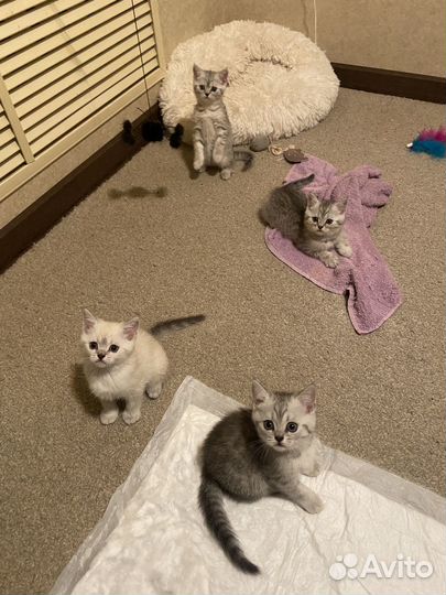Британские котята