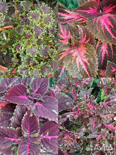 Колеусы вегетативные