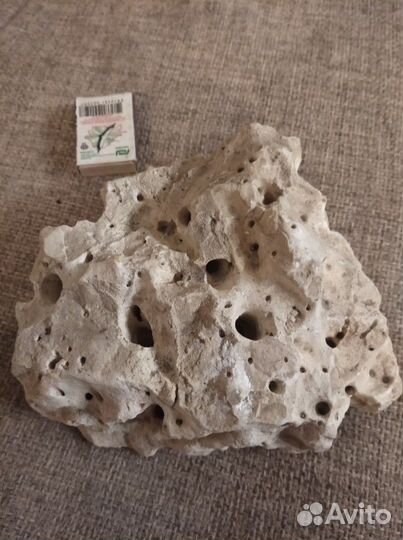 Окаменелость