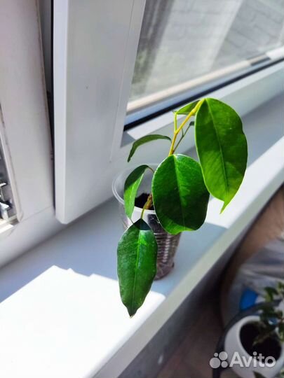 Черенки фикусов и спатифиллум пестролистный