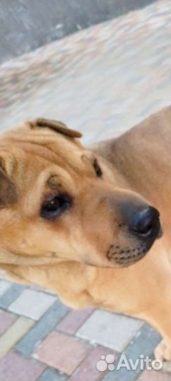 Собачуля Альма /метиска шарпейская