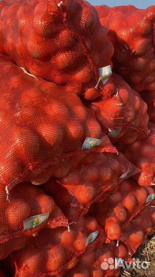 Лук репчатый