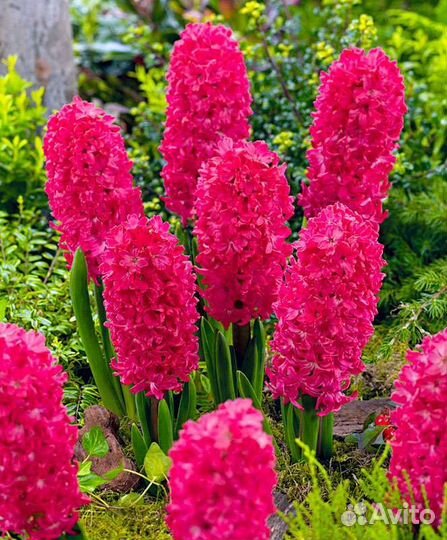 Луковицы гиацинтов