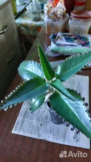 Комнатные цветы