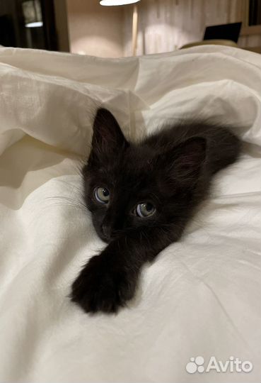 Мини - супер котёнок ищет хозяев