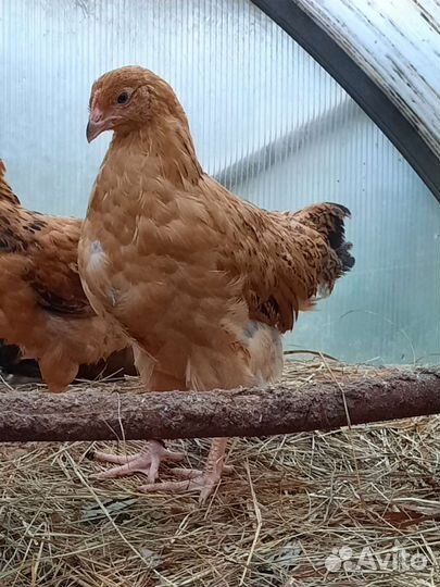 Куры молодки несушки