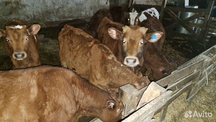 Телята бычки