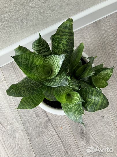 Сансевиерия