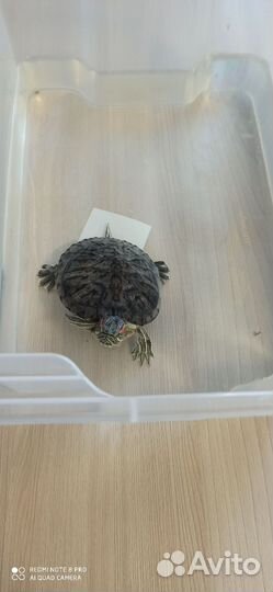 Красноухая черепаха