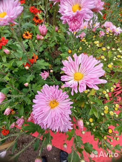 Хризантема