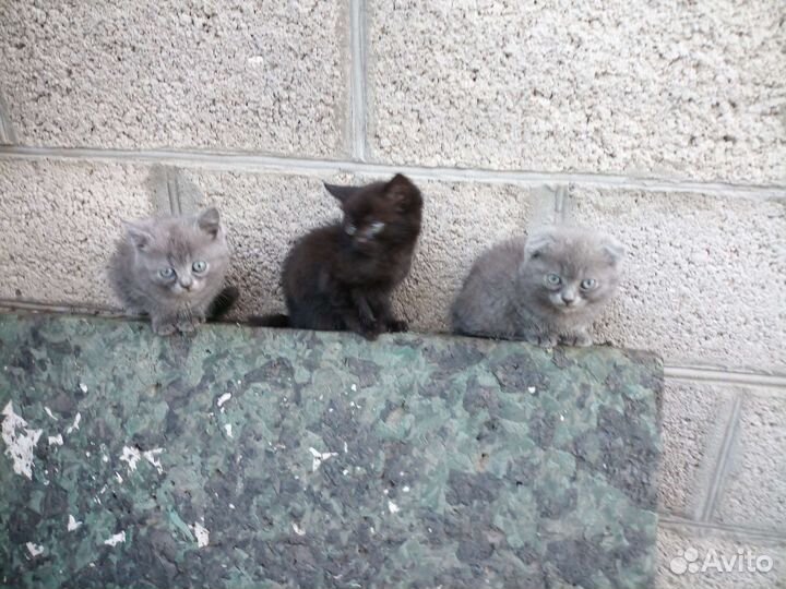 Котята и песели в дар бесплатно