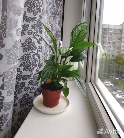 Цветок женское счастье