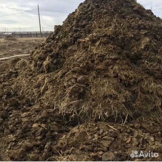 Новоз конский