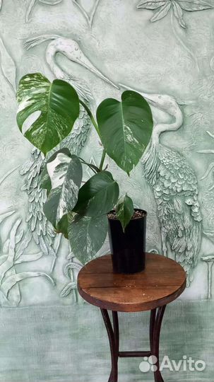 Монстера альба