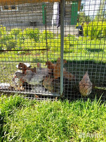 Куры цыплята