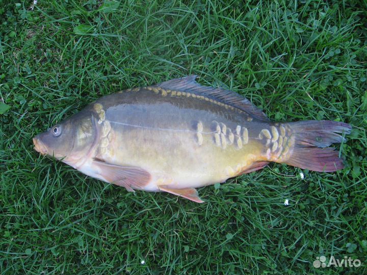 Карп зеркальный