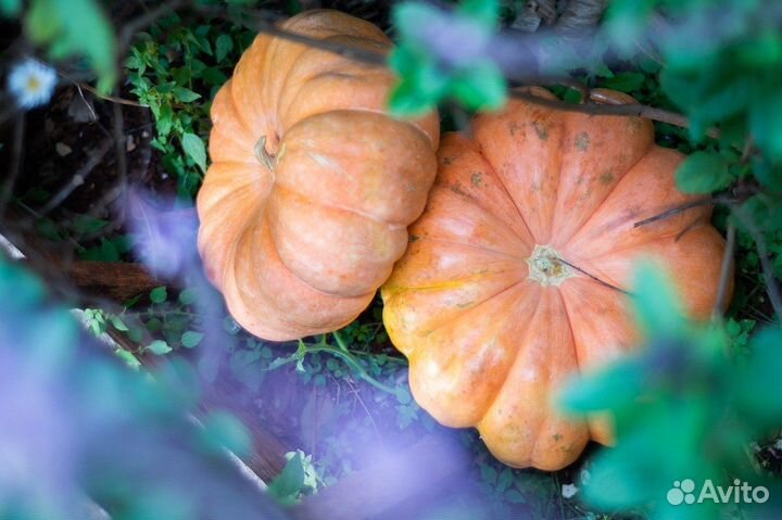 Продам тыкву