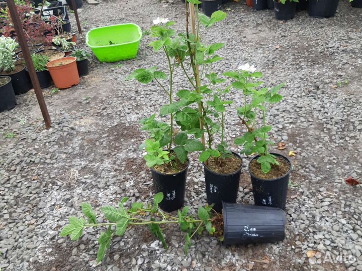 Саженцы с закрытым корнем в контейнерах