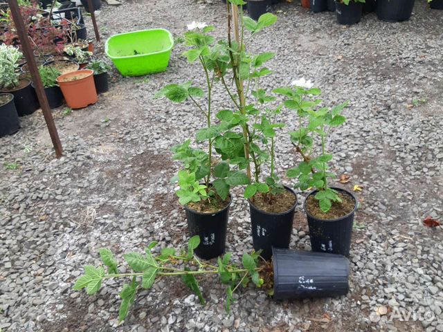 Саженцы с закрытым корнем в контейнерах