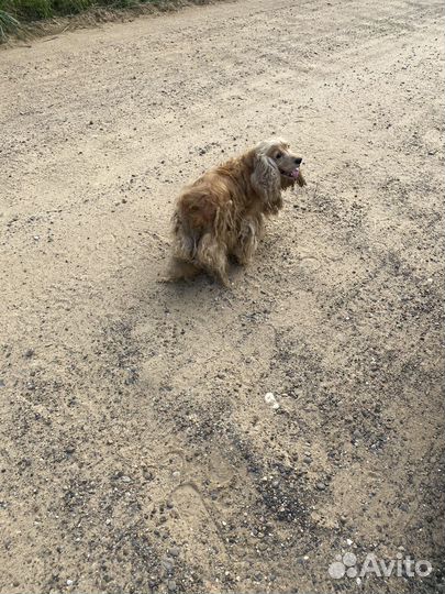 Кокер спаниель