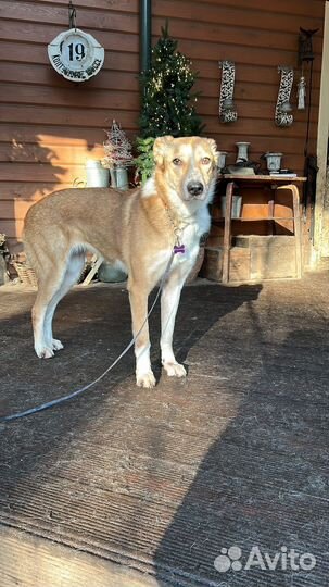 Собака девочка