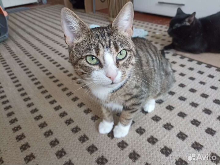 Кошка Маруся