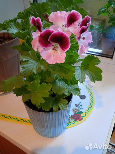 Пеларгония герань
