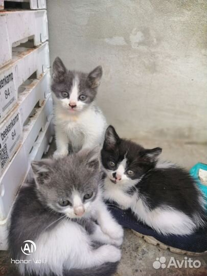 Котята