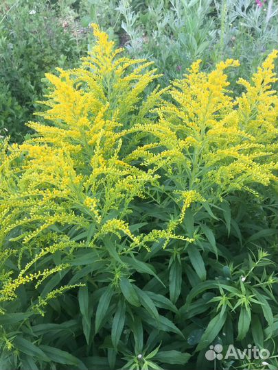 Золотарник жозефина