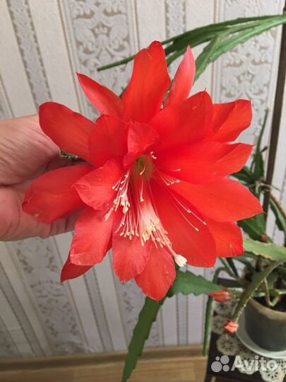 Эпифиллумы